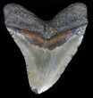 Huge, Megalodon Tooth - North Carolina #59013-2